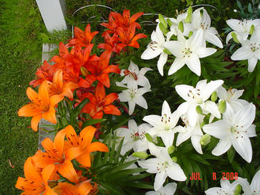 Lilies Three