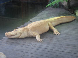 Albino Alligator Two