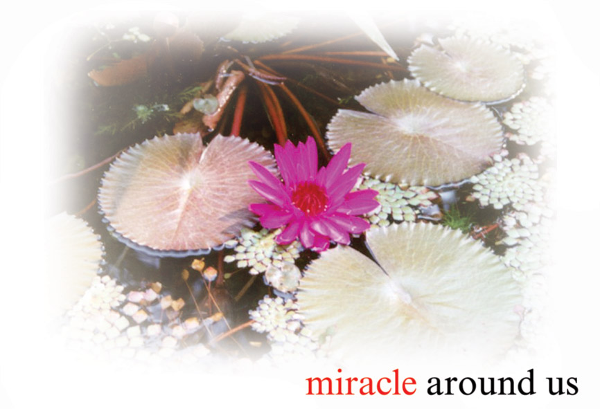 miracle around us...