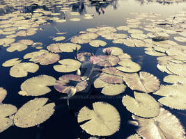 Pond Lilly pad