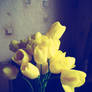 yellow tulips