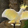 Coconut the Cockatoo