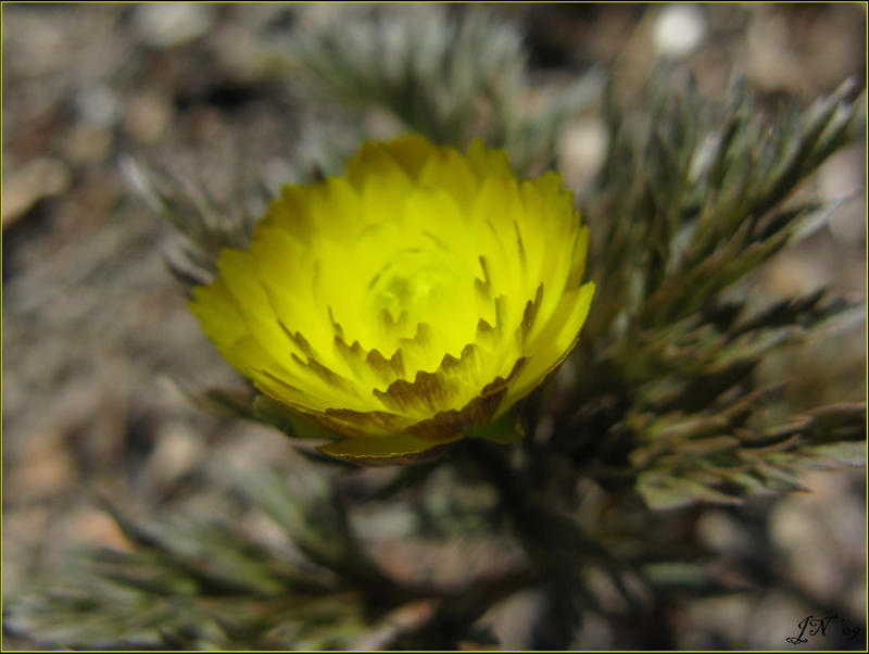 Adonis amurensis