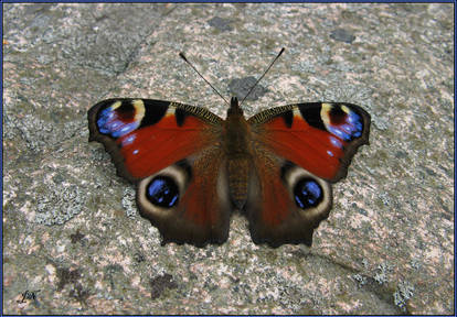 The European Peacock