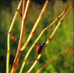 Ladybug by JoannaMoory