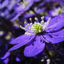 Hepatica III