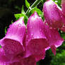 Digitalis purpurea