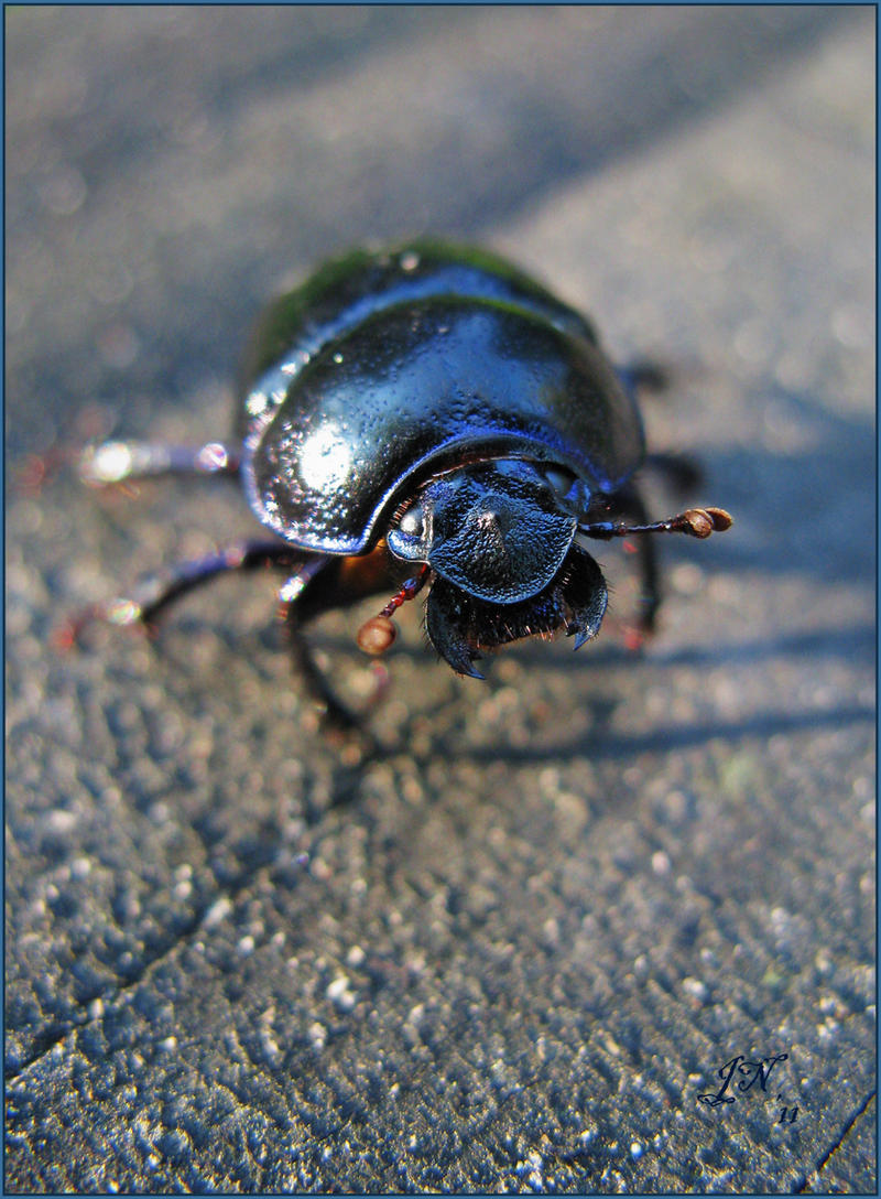 Beetle's Dusk