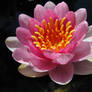 Water Lily