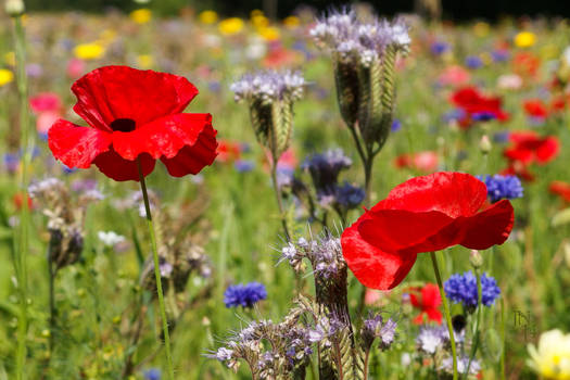 Meadow of Poppies