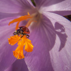 Ladybug on a crocus by JoannaMoory