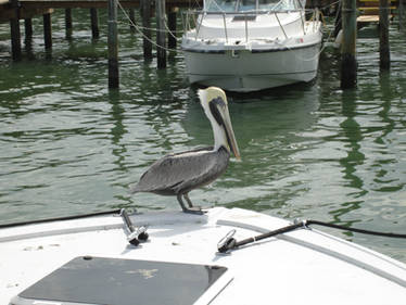 Pelican