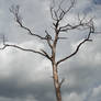 Dead Tree and Ominous Clouds 1