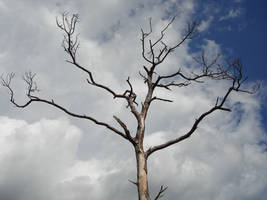 Dead Tree and Ominous Clouds 2