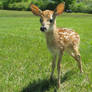 Hello there Curious Fawn