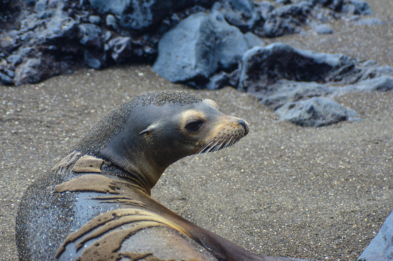 Floreana - Sea Lion 2