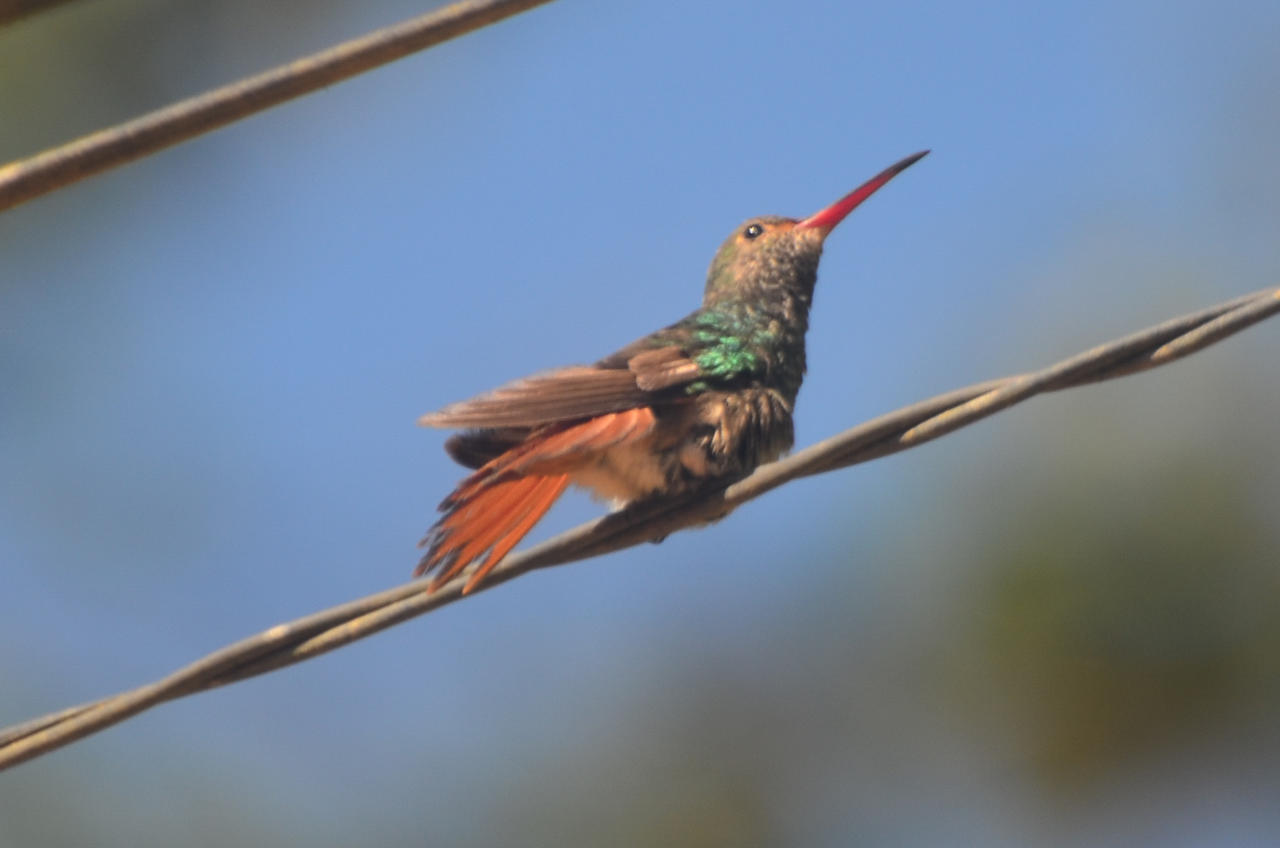 Mindo - Hummingbird 1