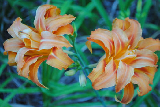 Double Daylily