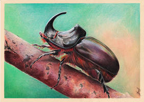 Beetle Rhinoceros