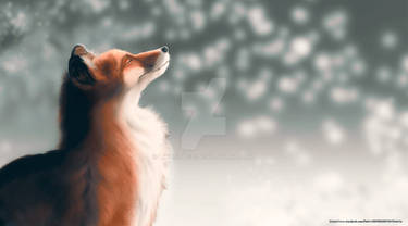 Fox and snow