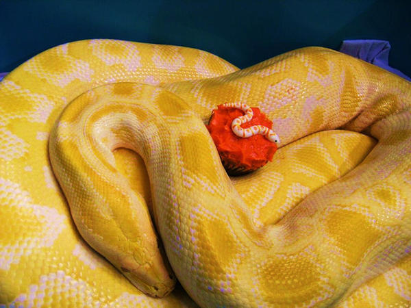 The snake and the cupcake by I-am-Ginger-Pops on DeviantArt