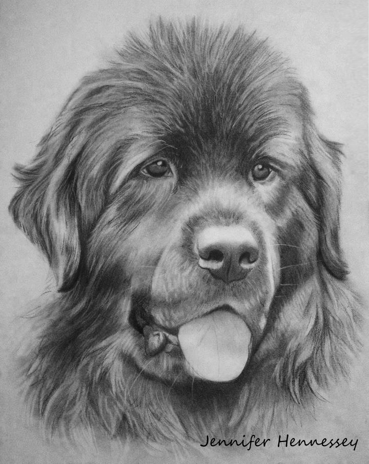 Newfoundland Dog By Sheebaa On Deviantart