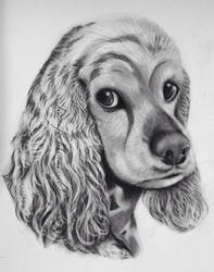 Cocker Spaniel