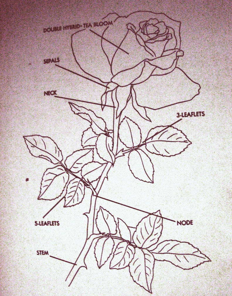How to grow infrared roses: the beginning by Sugaree-33 on DeviantArt