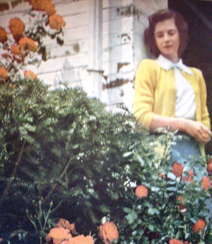 Roses and their constant needs and wants by Sugaree-33 on DeviantArt