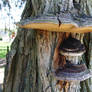 MUSHROOM CONDO THREE LEVELS OF FUN GUYS