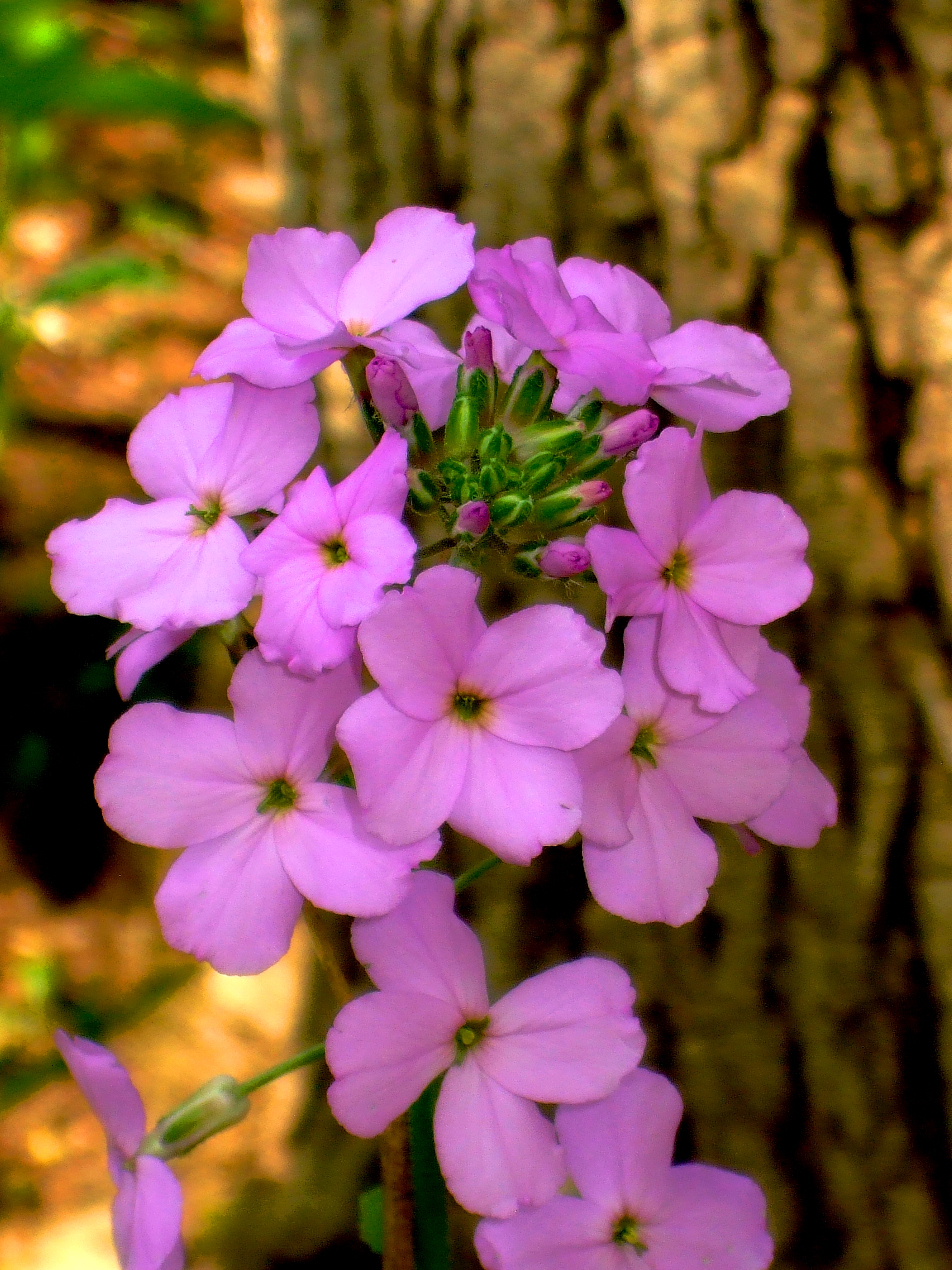 PINK ON BARK