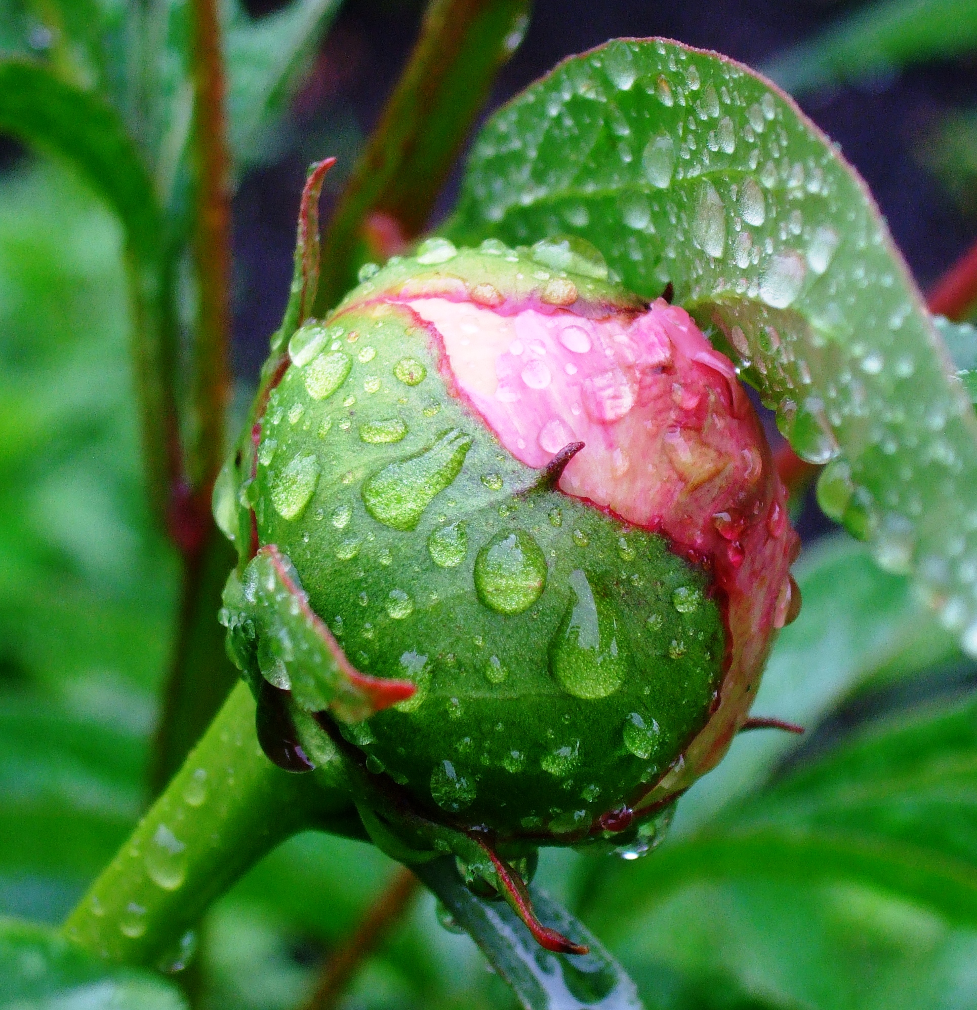 MY PRETTY PEONY