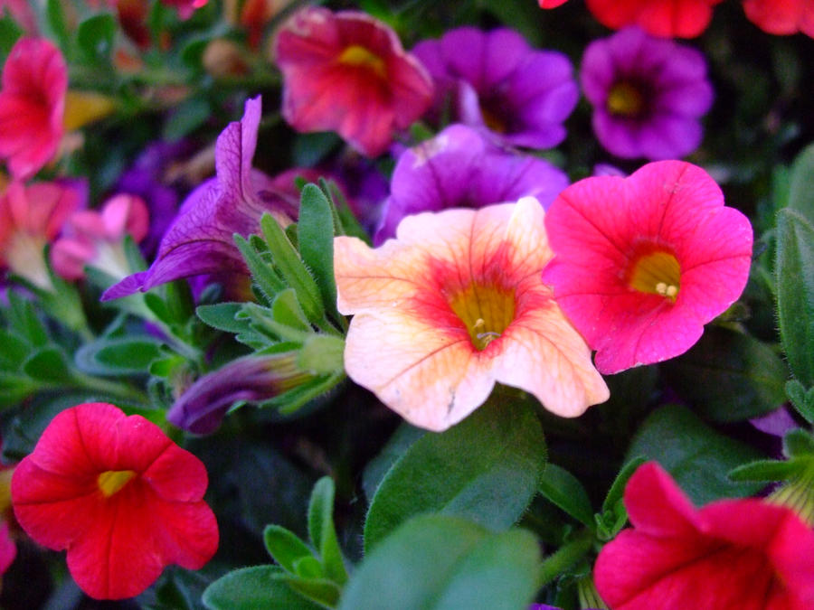 Colorful Petunias