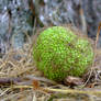 ONE HAIRY GREEN BALL