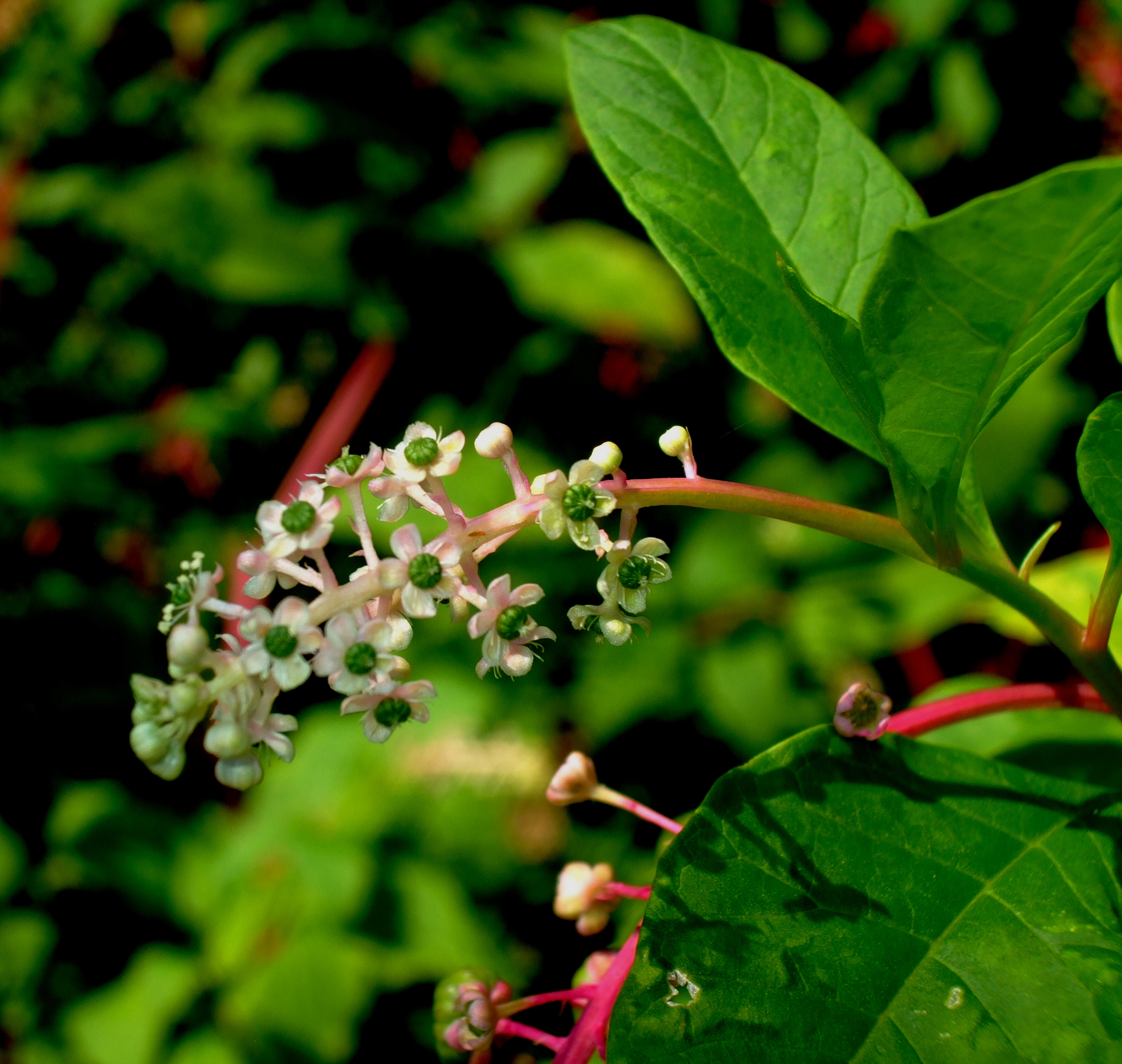 POKEMO....POKEWEED...PORKWEED?