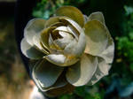 A RUSE NOT A ROSE DON'T GET FOOLED by Sugaree-33