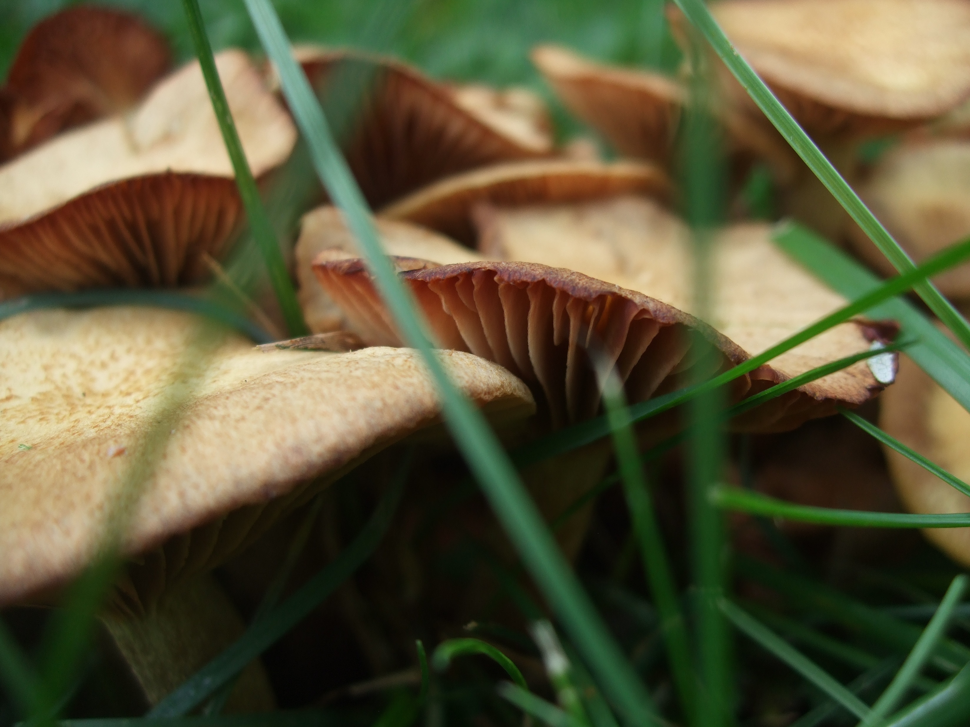 Mushrooms in the Mist