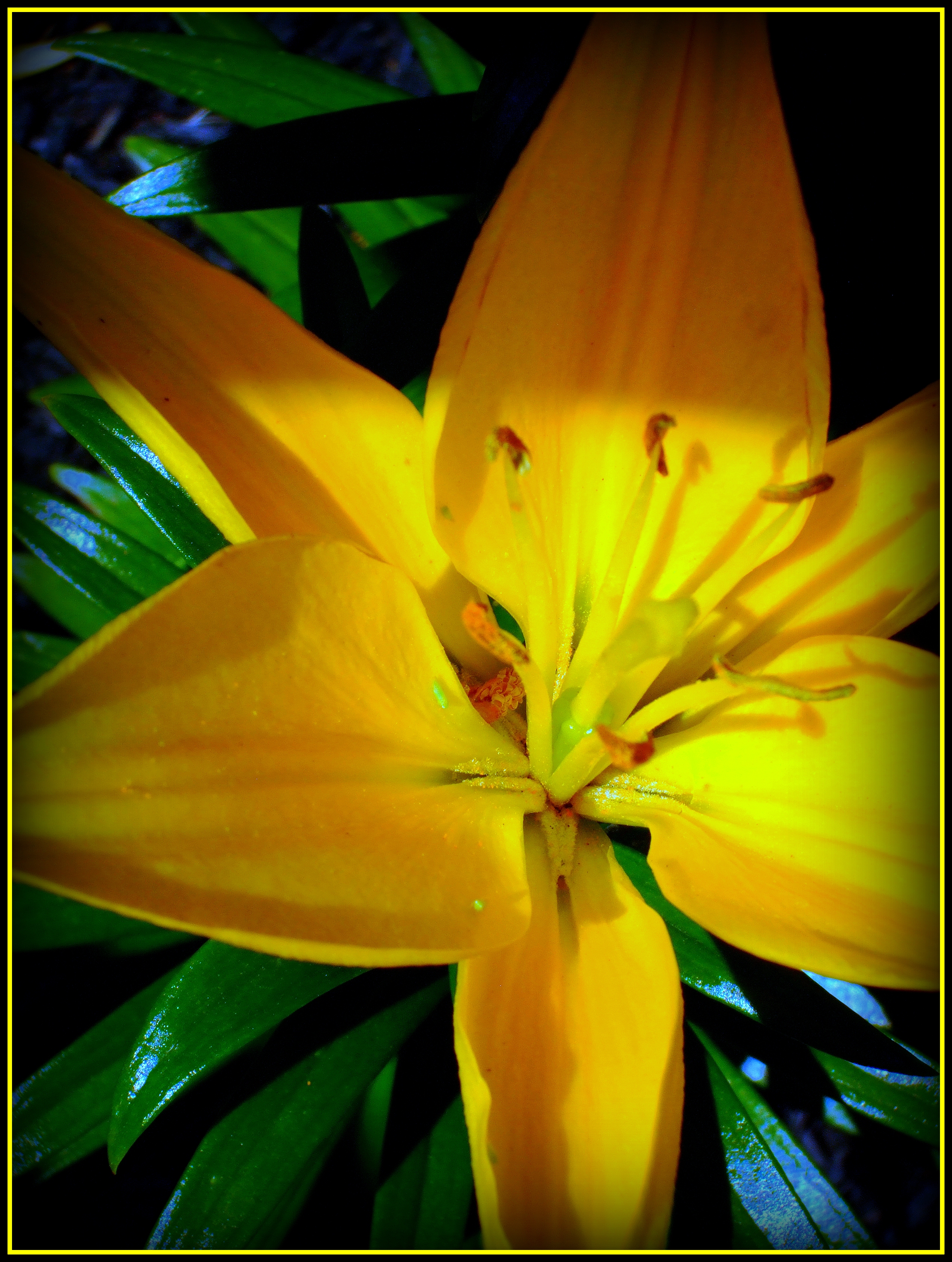 LILY FOR SAVEPLANETEARTH MEMBERS!