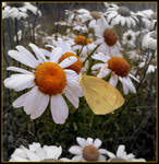 THE MIDNIGHT SPECIAL by Sugaree-33