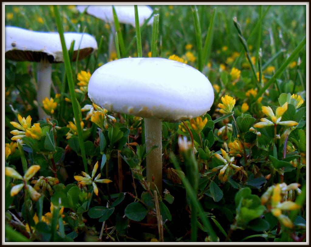 A CUTE LITTLE SHROOM WITH FLOWERS