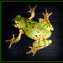PEACE FROG TWO