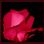 A RED ROSE FOR THOSE PASSIONATE