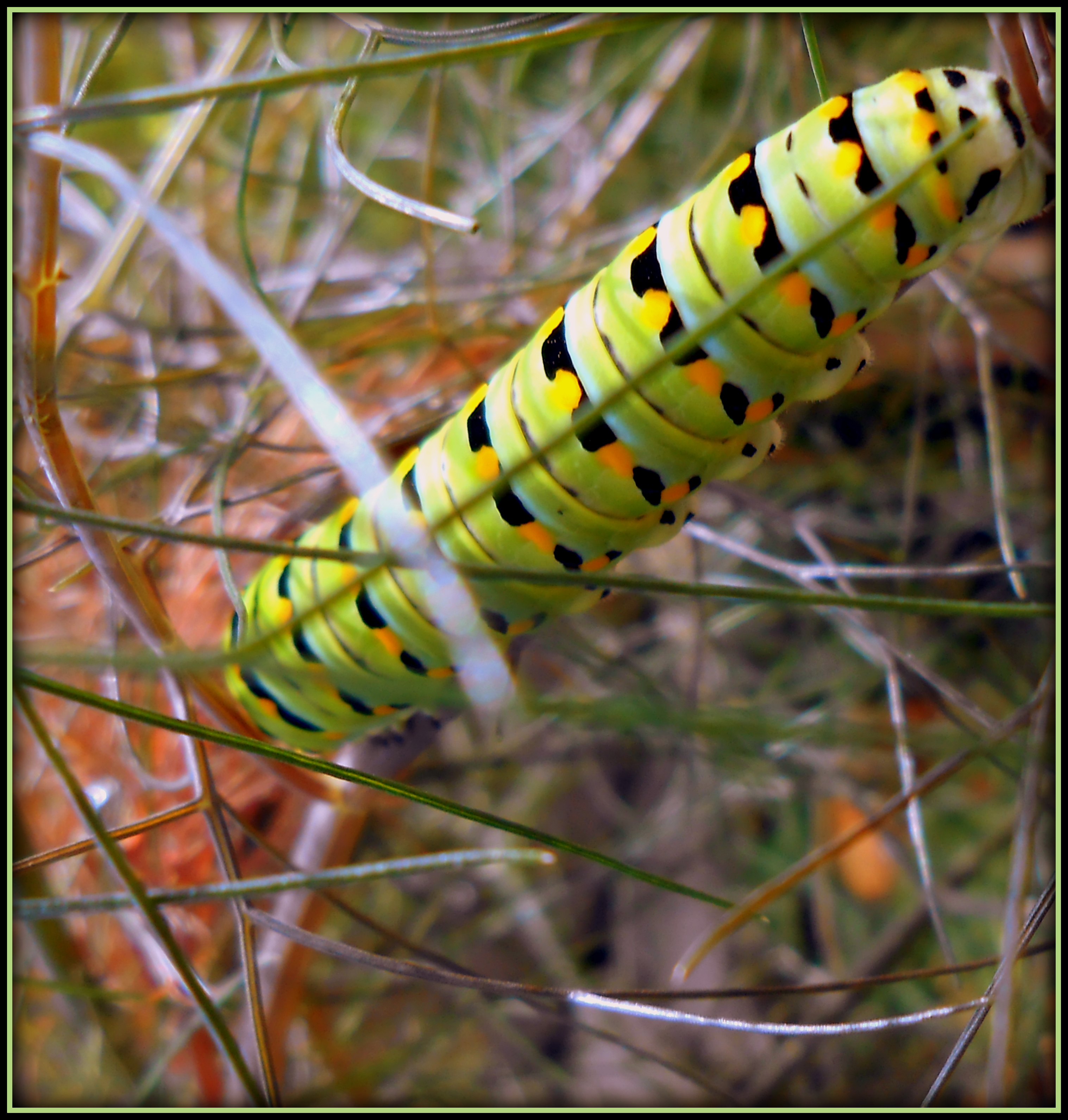 PARSLEY CATERPILLAR