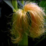 Stock-Corn Silk looks like good hair!