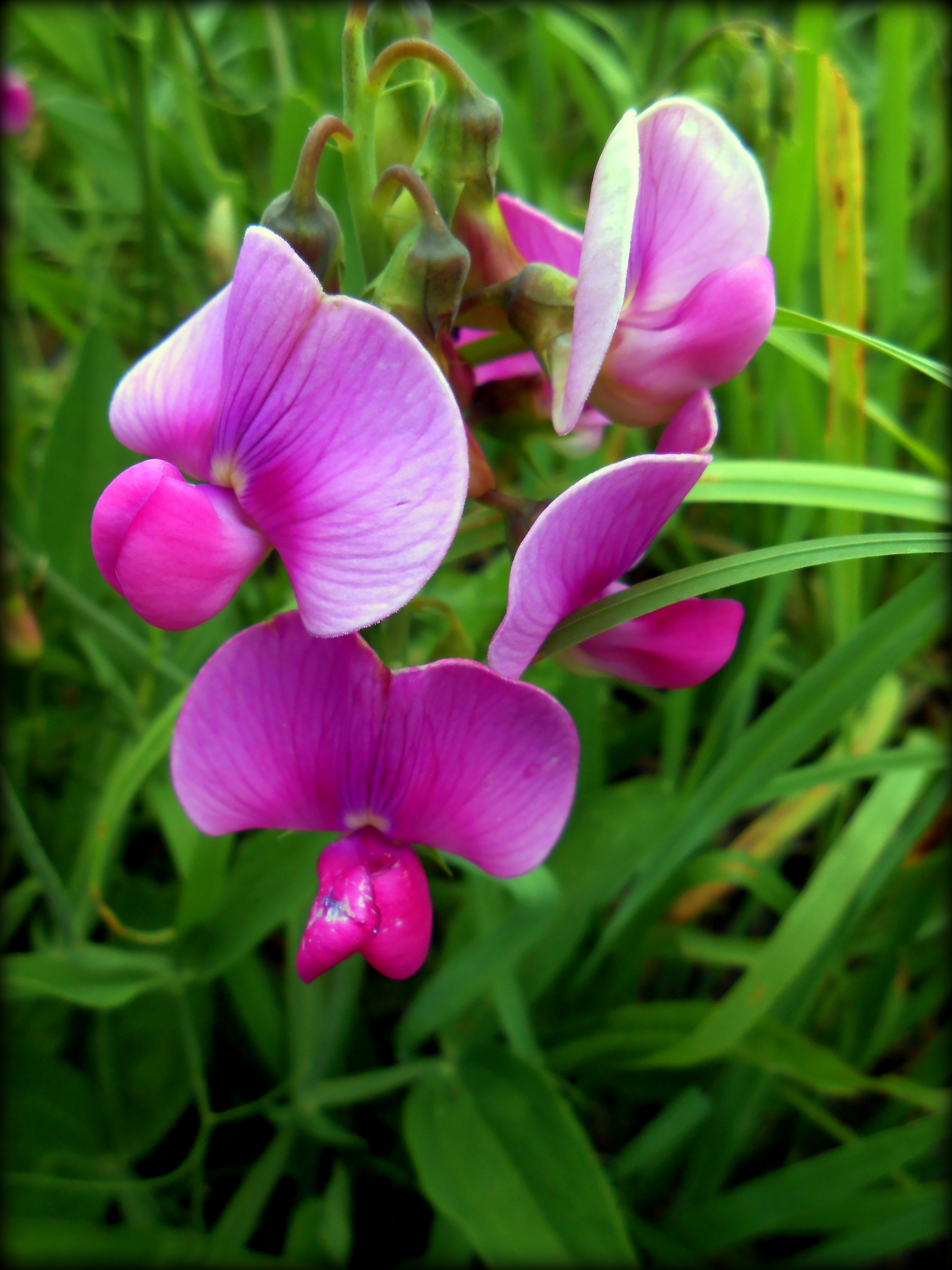 lost WILD ORCHIDS found SWEAT PEAS!