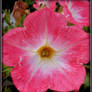 EBBIE ebbiesartgallery A flower for you!