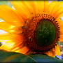 China Cat Sunflower