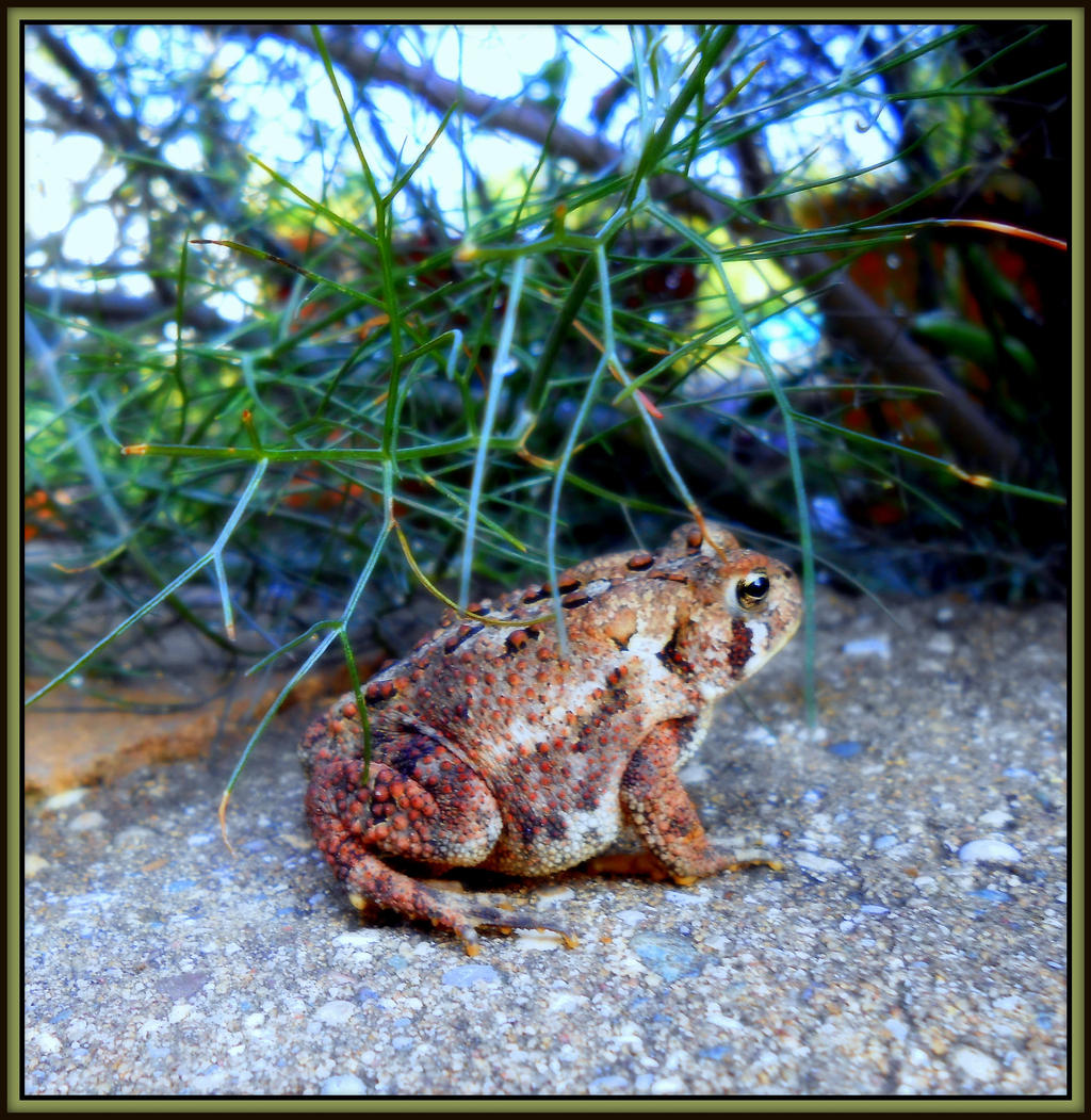 Bufo americanus