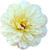 White Peony