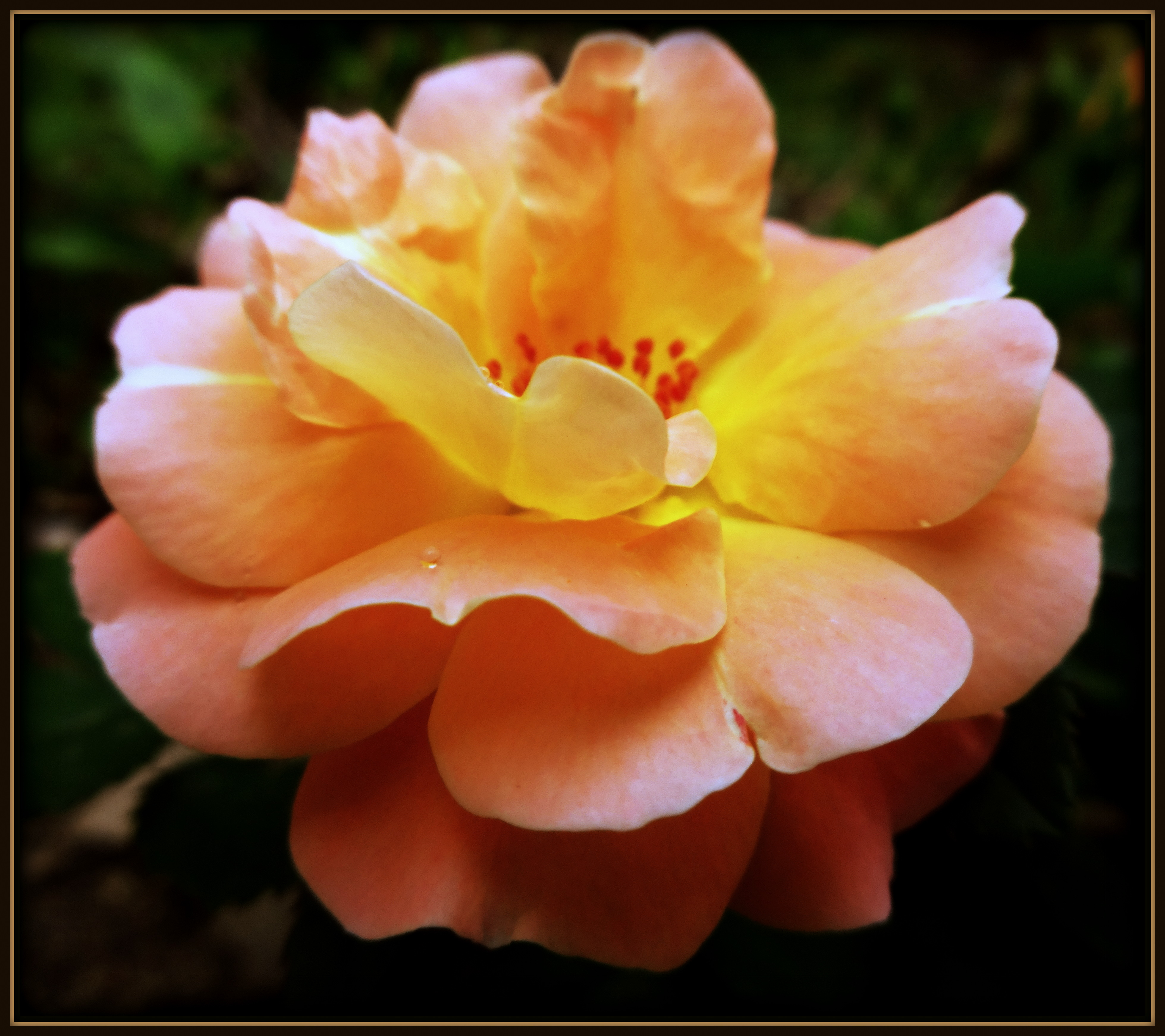 Small Peach Rose